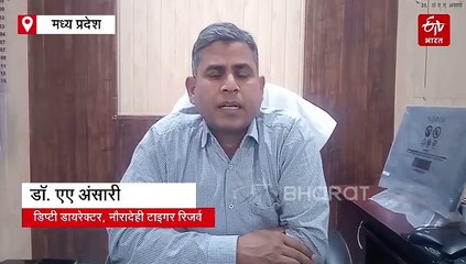 हाथियों के इंतजार में है नौरादेही टाइगर रिजर्व, बिना चौकीदार मदमस्त घूम रहे बाघ
