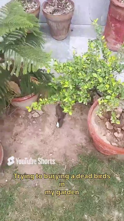 Sad incidence of burying a small bird_ ایک چھوٹی چڑیا کی آخری رسومات