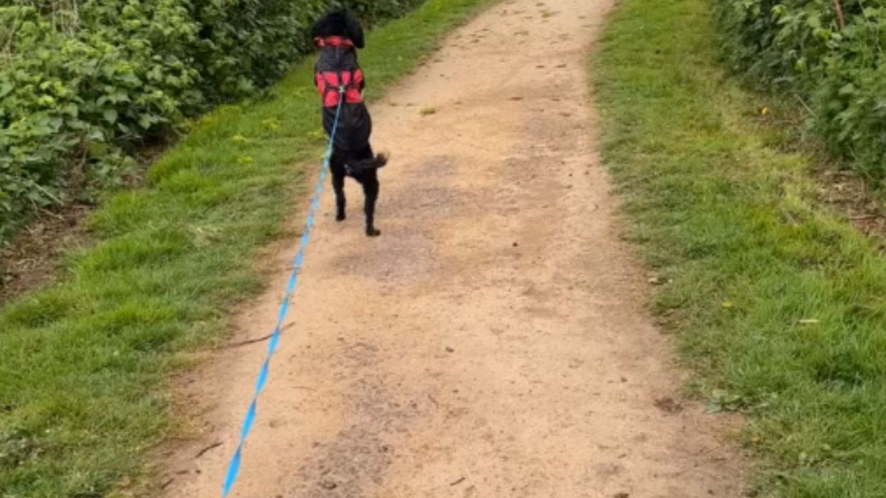 Dog celebrates being on a walk by hopping like a kangaroo