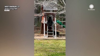 Bear enjoys playhouse slide as family watches