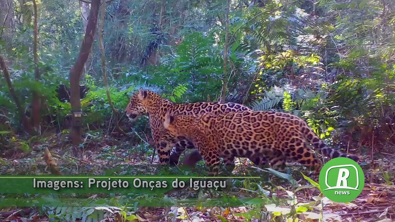 Onça na propriedade rural: saiba como agir em caso de avistamento