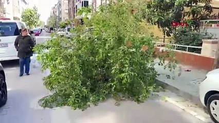 Avcılar'da ağaç rüzgara dayanamadı