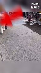 Ce chien reconnaît l’odeur de sa propriétaire en plein milieu de la rue
