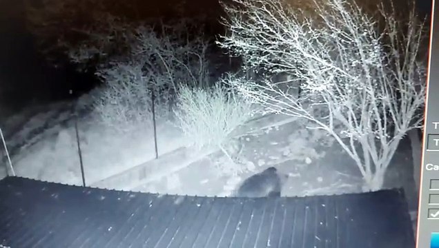 L?orso fa razzia di galline in un pollaio a Margone: le immagini