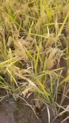Indrayni Rice Harvesting