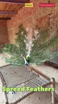 Peacock Spreading Feathers | Nature Beauty | #foryou #peacock #feathers