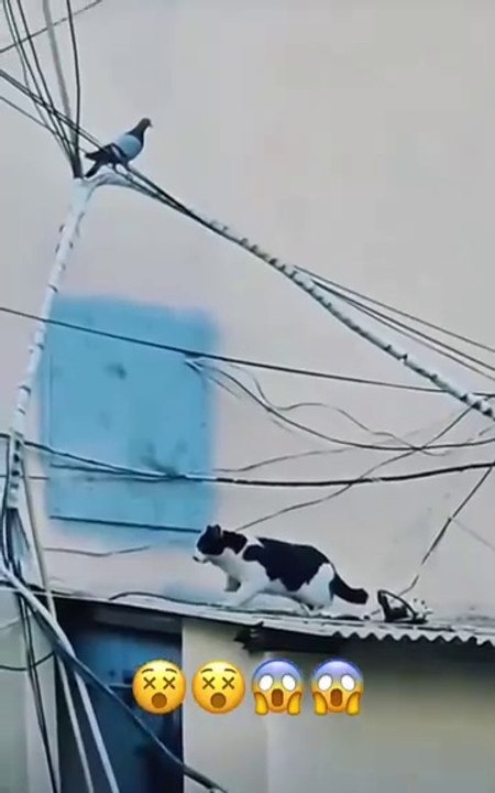 Kubotar KO Billy kis tarh SE pakda Rahi hai