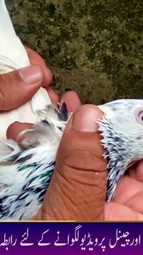 Subscribe Our YouTube Channel For Complete Videos youtube.com/@PakistanPigeonAssociation