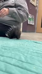 Animals Dangerous transformations