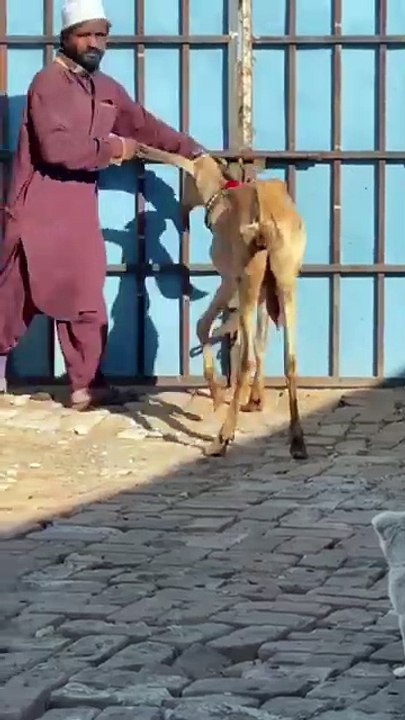 Beautiful Animals