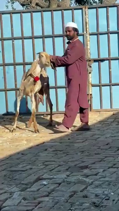Beautiful Animals