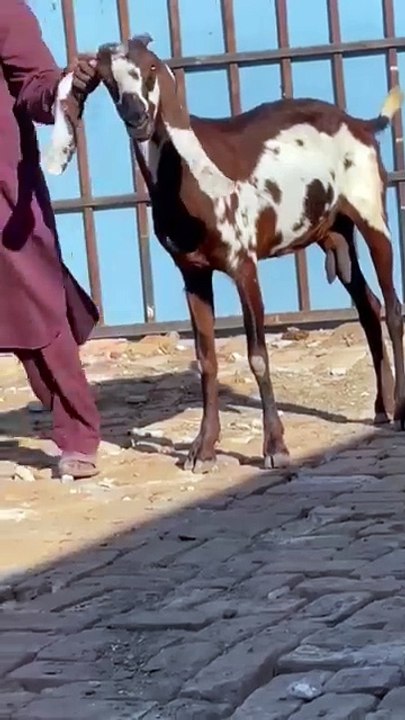 Beautiful Animals