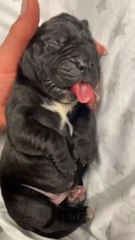 Animals Dangerous Transformations