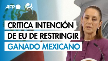 Sheinbaum critica intención de EU de restringir ingreso de ganado mexicano