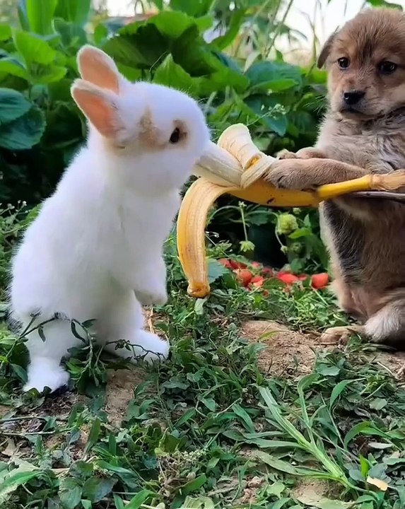 Nature and animals