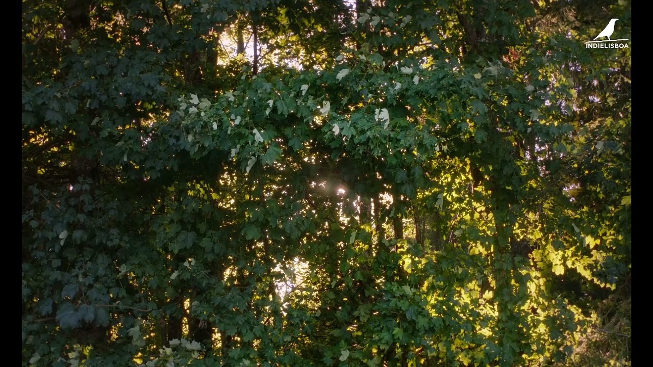 O Pardal na Chaminé | movie | 2024 | Official Trailer