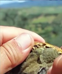 Entertainment#Videos funny#shortmove#shortviral#s