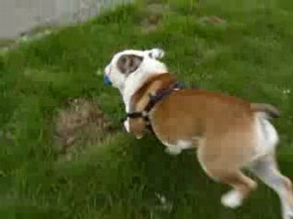 bull dog !!!!mezcal!!!!