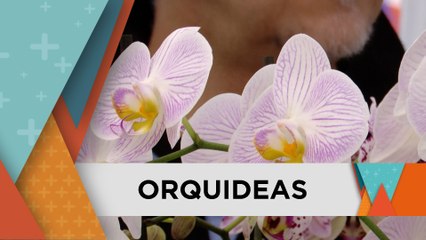 EMPRENDIMIENTO DE ORQUIDEAS FLORES 22 ABRIL 2025