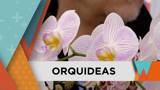 EMPRENDIMIENTO DE ORQUIDEAS FLORES 22 ABRIL 2025