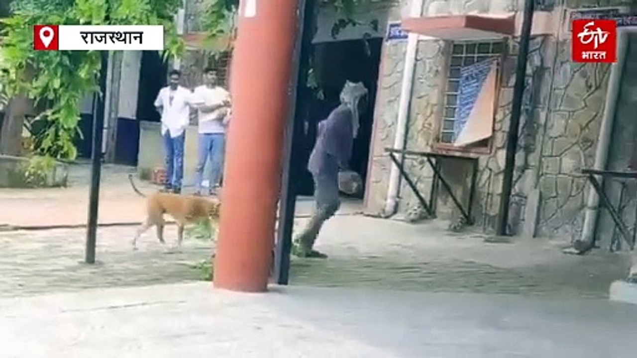 अलवर में लावारिस श्वानों का आतंक: मासूमों को नोंच रहे, जिले में 4 माह में 14 हजार से ज्यादा डॉग बाइट