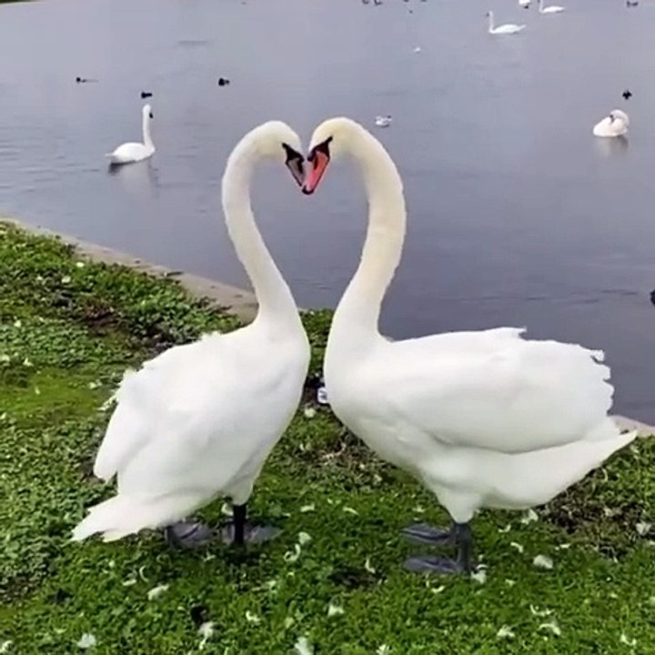 Dancing swans.