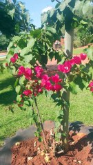 Picnic In Botswana Sabi Sabi Garden