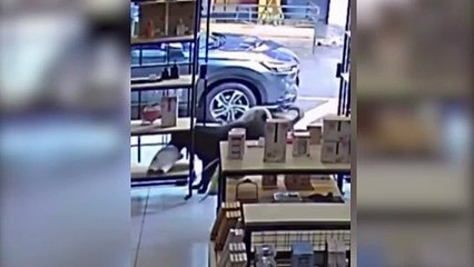 Cachorro é flagrado ‘furtando’ vaquinha de pelúcia em loja de Marialva