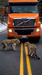 The Hilarious Cat Saved Life You Can’t Miss