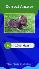 Wolf Pup Quiz: 4 Questions Only TRUE Animal Lovers Can Ace! 🐺👀 | Wildlife Trivia Short