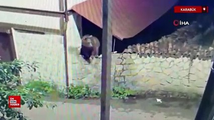 Karabük'te ormanda yiyecek bulamayan ayı mahalleye indi