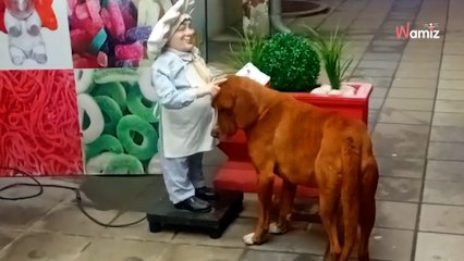 Ce chien errant cherche l’affection des humains : son attitude va vous déchirer le coeur