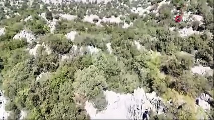 Antalya’da yaban keçileri dron ve kamera ile görüntülendi