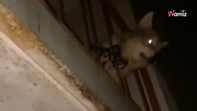 Attaché nuit et jour à un balcon avec un antivol de vélo, ce jeune chien-loup est enfin sorti de son calvaire