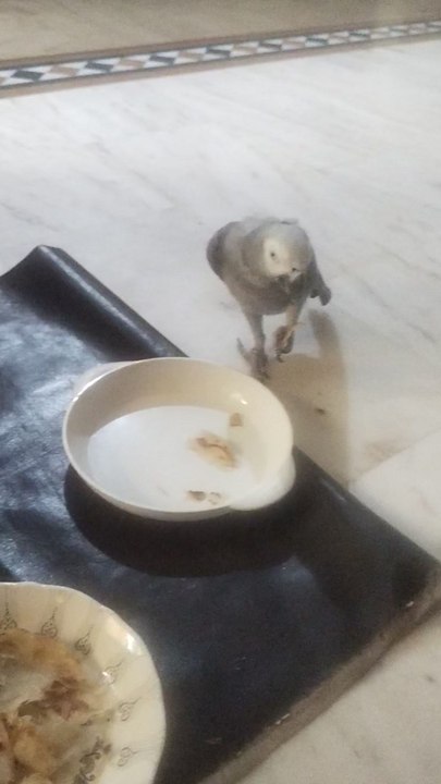 my pet gray breakfast with my princess
