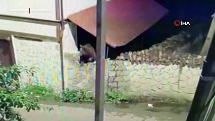 Ormanda yiyecek bulamayan ayının mahalleye indiği anlar kamerada