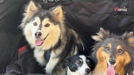 Elle vivait avec 3 autres chiens dans un box de 2m² : retirée de cet élevage, elle attend de découvrir la vraie vie
