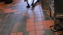 Kangaroo sneaking into pub | only in Australia 🇦🇺