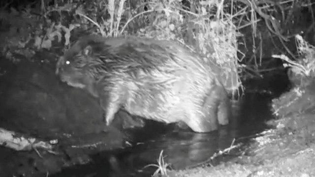 Amusing footage captures beaver farting