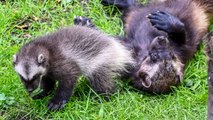 Adorable wolverine kits explore outside for first time at UK zoo