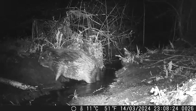 Beaver caught farting on camera near Bodmin