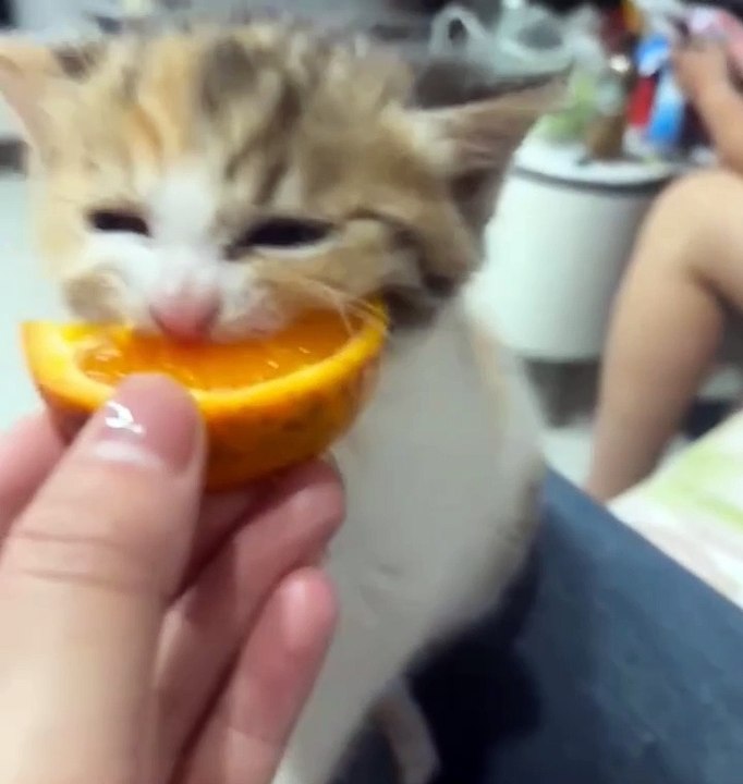 cute kitten 😼❤️ #cat #pets #kitten