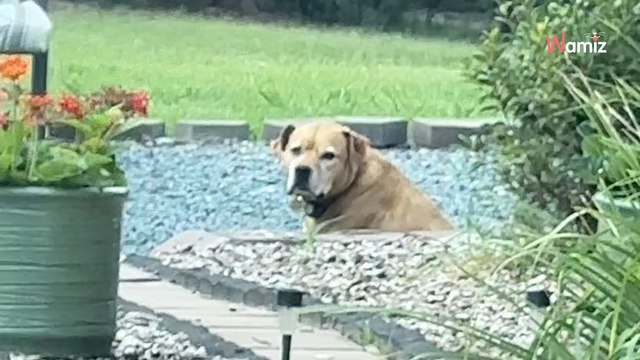 Le chien fait la sieste au soleil et ne veut pas rentrer : elle sort son ultime joker (vidéo)
