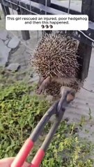 Rescue a hedgehog, and then #animalshorts #shortvideo #animalrescue