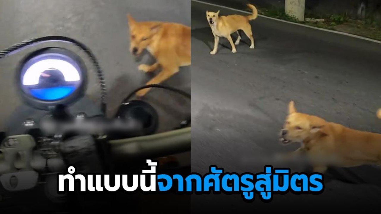 เมื่อเจ้าถิ่นมองเราเป็นศัตรู ทำแบบนี้จากศัตรูสู่มิตร