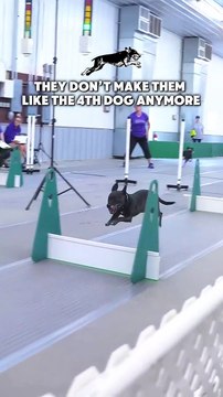 They dont make dogs like this anymore