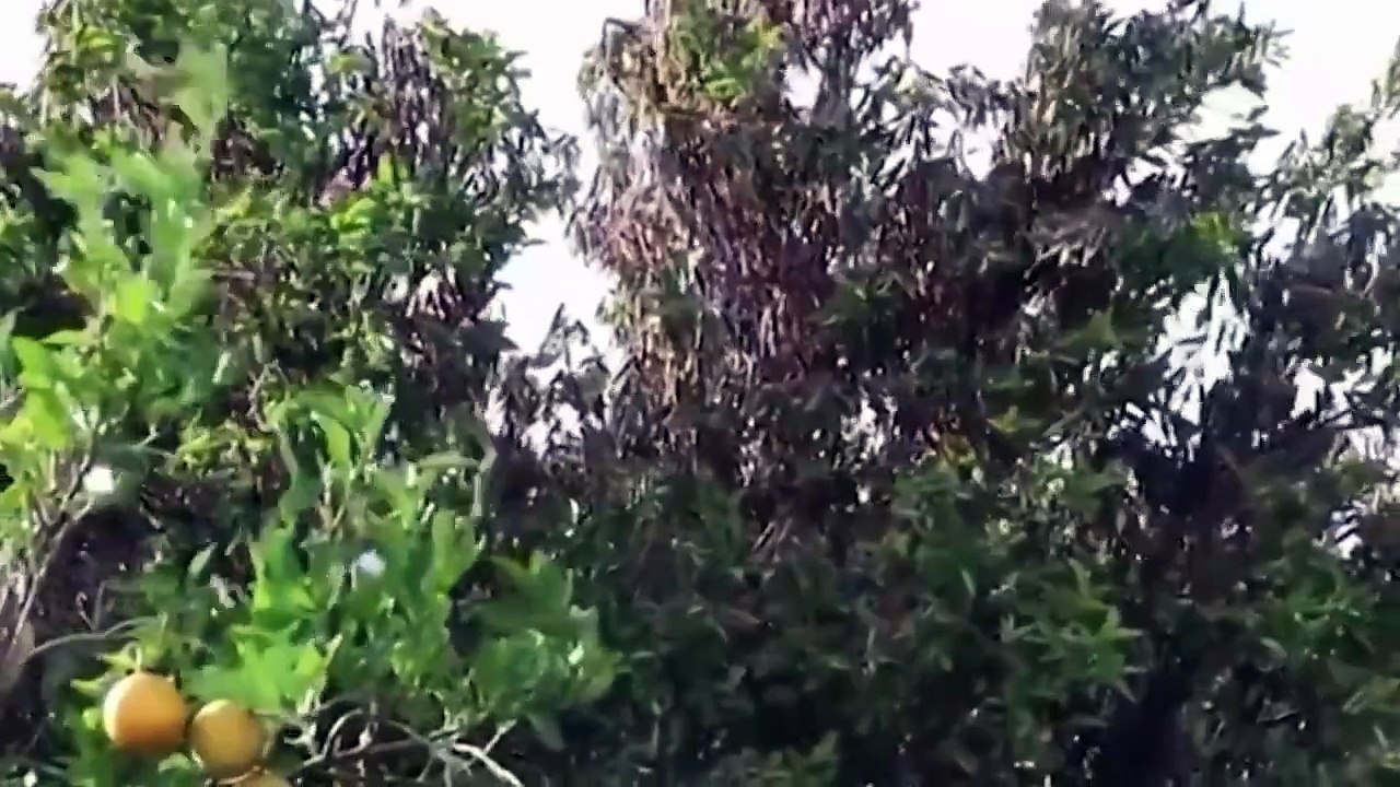 Nuvem de gafanhotos ameaça lavouras na América Latina | Visão Libertária - 23/06/20 | ANCAPSU