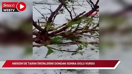 Mersin’de tarım ürünlerini dondan sonra dolu vurdu