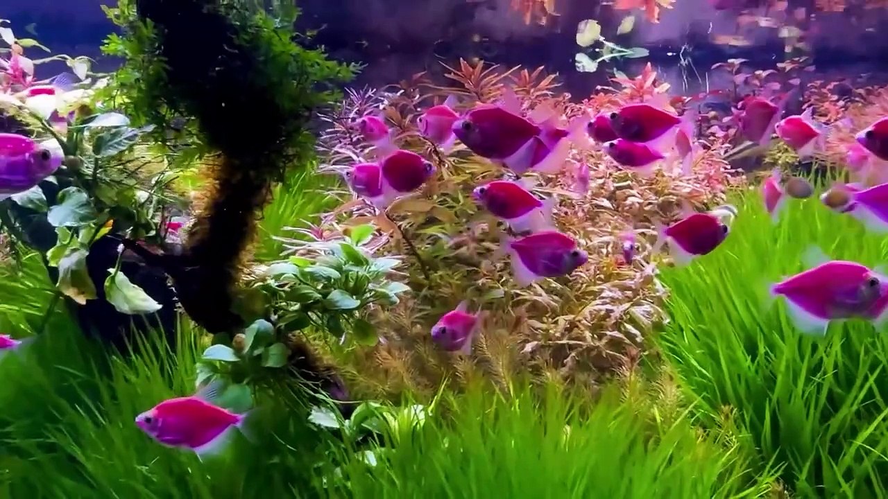 Planted aquarium 47