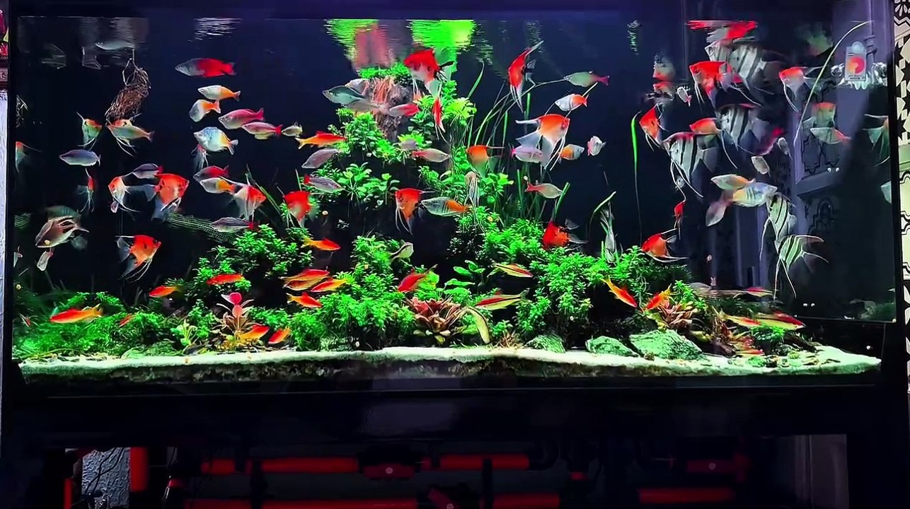 Planted aquarium 46